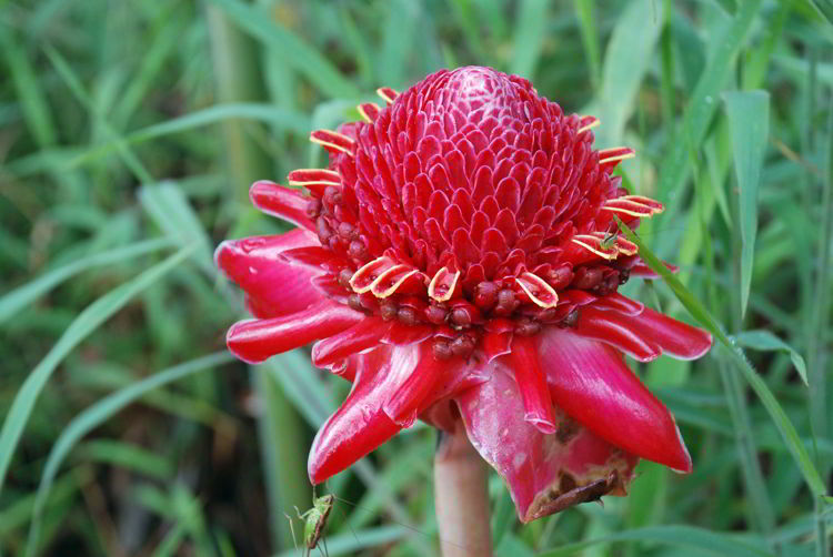 An image of a flower in the botanical garden at ʻĪao Valley State Park in Maui, Hawaii - Hiking Maui 