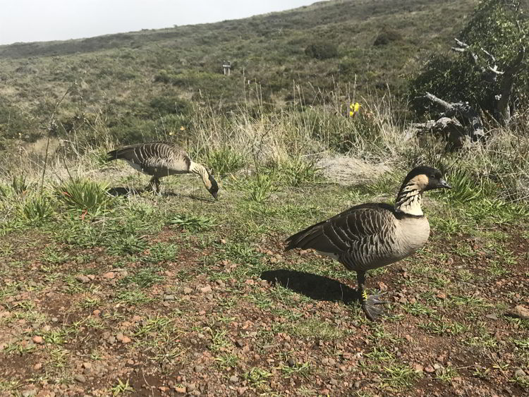 An image of two nene birds on Haleakala on Maui, Hawaii - Hiking Maui