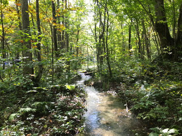 An image of Oirase Stream near Aomori, Japan - Lake Towada and Oirase Gorge