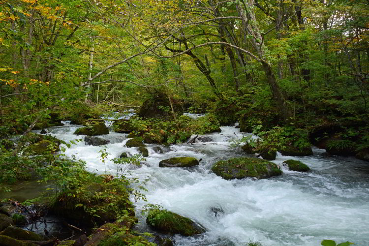 An image of Oirase Stream - Lake Towada and Oirase Gorge