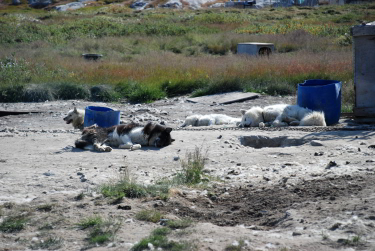 An image of four sled dogs sleeping in the summer sun near Ilulissat Greenland