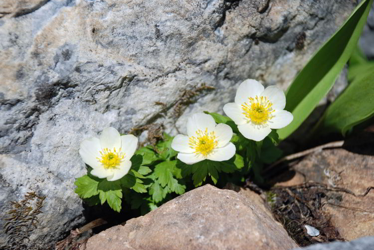 An image of wildflowers in Banff National Park - Shadow Lake Lodge