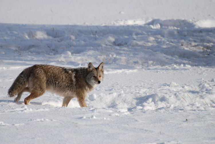 An image of a coyote in Jasper National Park in winter in Alberta, Canada- Jasper in winter - stunning photos