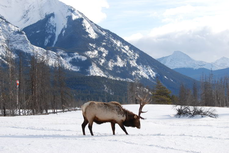 An image of a bull elk in Jasper National Park in winter - Jasper in Winter - Stunning Photographs