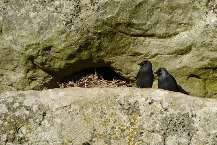 An image of western jackdaws nesting at the Stonehenge site near Salisbury, UK - Stonehenge inner circle tours