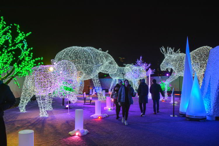 An image of the large lighted animals at the Aurora Winter Festiival in Vancouver, BC Canada. Vancouver Christmas Lights