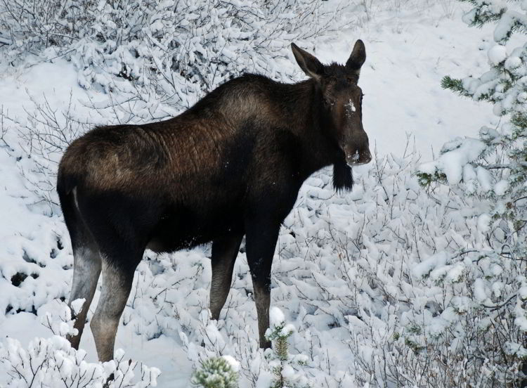 An image of a moose in the snow in Jasper National Park in Alberta, Canada - Jasper in winter - stunning photos