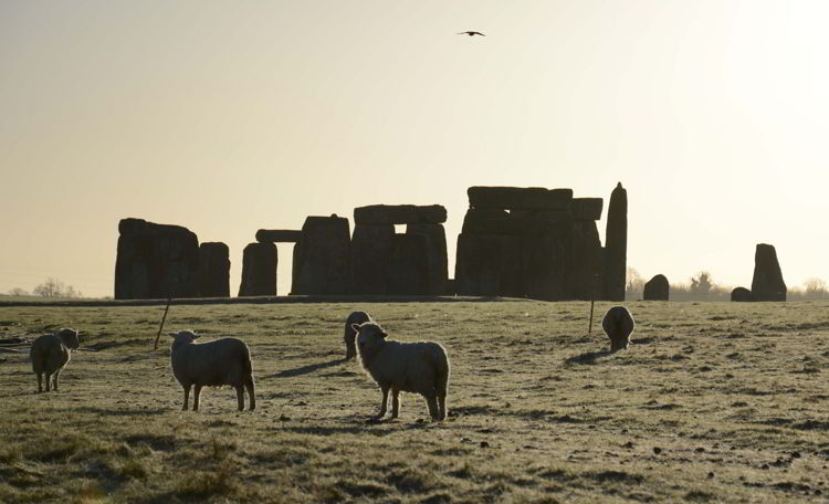 An image of sheep grazing with the Stonehenge site behind them near Salisbury, UK - Stonehenge inner circle tours