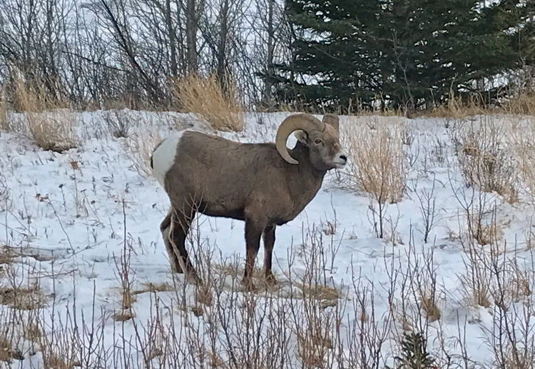 An image of a bighorn sheep at Abraham Lake Alberta