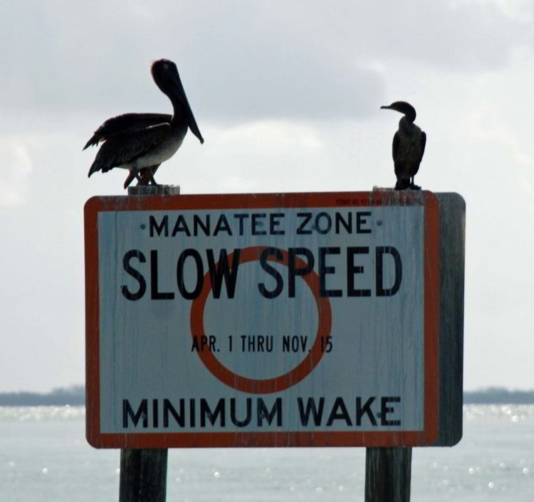An image of a manatee warning sign near Cabbage Key, Florida - cheeseburger in paradise