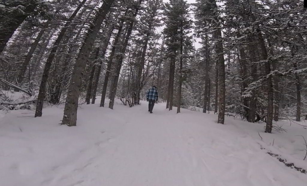 An image of a man hiking through the woods on the Grotto Canyon hike near Canmore, Alberta