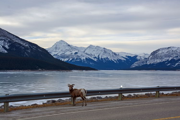 An image of a bighorn sheep at Abraham Lake, Alberta