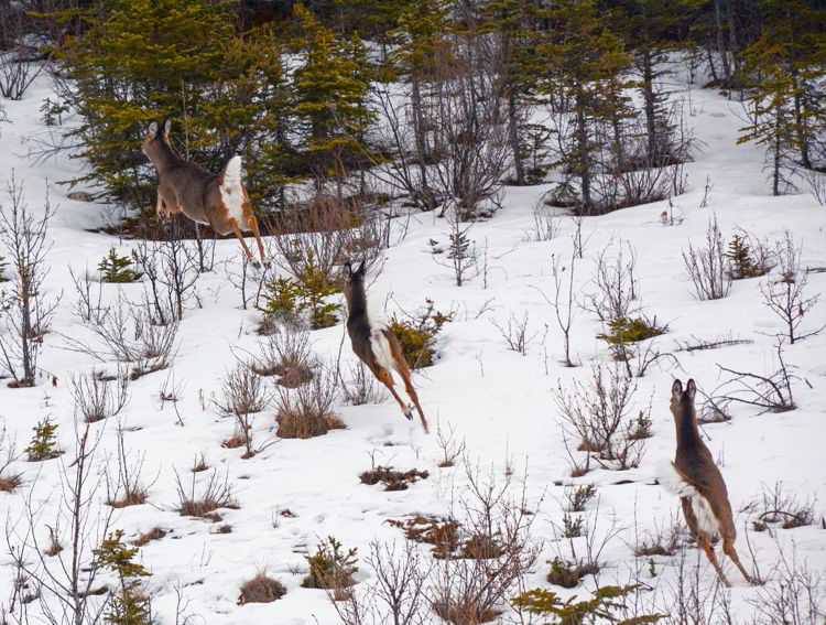 An image of white-tailed deer running away with their tails in the air. Abraham Lake, Alberta