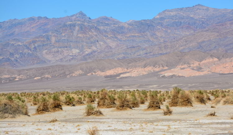 An image of the Devil's Corn Field in Death Valley National Park in California - visiting Death Valley