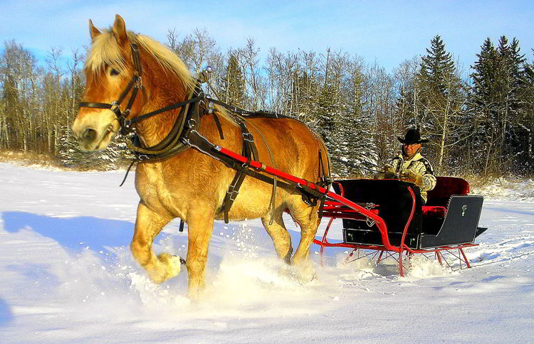 An image pf a horse drawn sleigh at Heritage Ranch in Red Deer - things to do in Red Deer in winter.