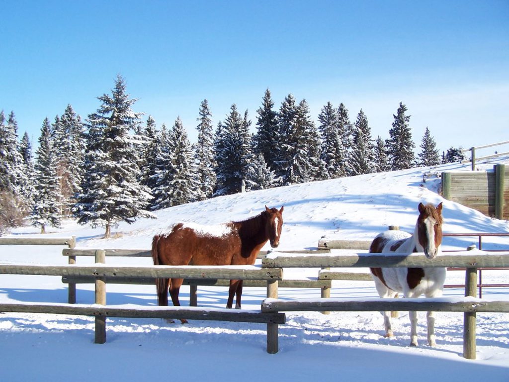 An image of two horses in winter at Heritage Ranch in Red Deer -- Things to do in Red Deer in winter
