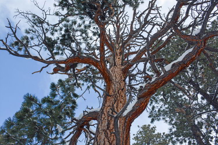 An image of a tree in Bryce Canyon National Park, Utah - Bryce Canyon in winter