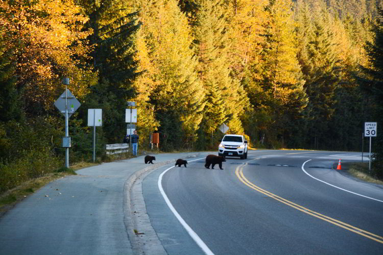 An image of a mother bear crossing the road with her two cubs near the Mendenhall Glacier in Juneau, Alaska - taking the bus to Mendenhall Glacier