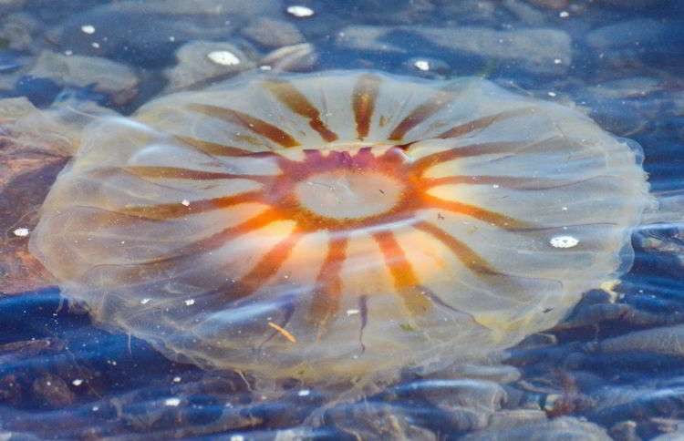 An image of a jellyfish in Resurrection Bay near Seward, Alaska