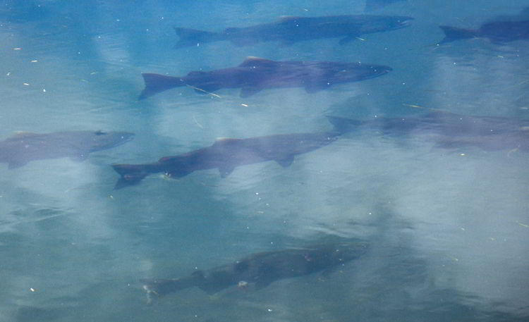 An image of salmon swimming in the water at Seward Alaska USA