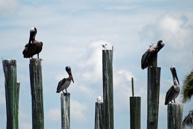 An image of birds near the dock in Chokoloskee Island, Florida. 