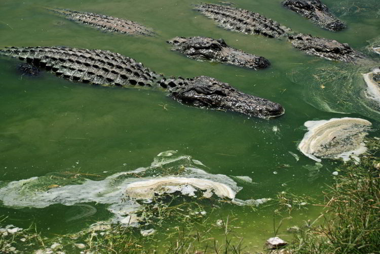 An image of alligators in the animal sanctuary at Wooter's Everglades Airboat Tours.