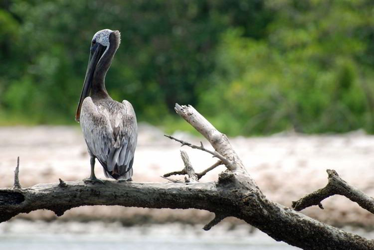 An image of a pelican in Everglades National Park. 