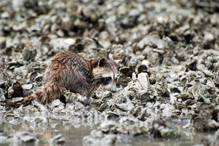 An image of a raccoon in the Ten Thousand Islands Wildlife Refuge eating oysters - seen on an Everglades kayak tour.