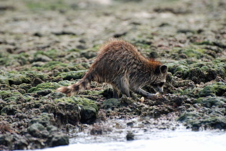 An image of a raccoon seen on a Florida Everglades kayak tour.