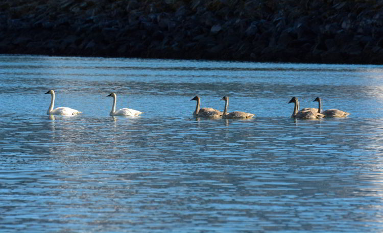 An image of swans swimming in Resurrection Bay near Seward, Alaska