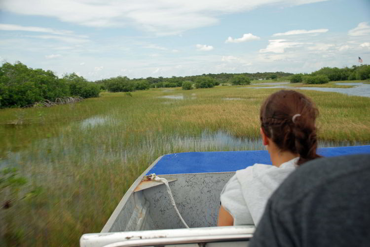 An image of the the view looking out over the swampland from an airboat in the Florida Everglades.