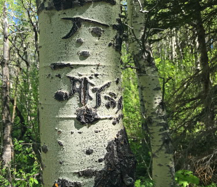 An image of grizzly bear markings on an aspen tree in Castle Provincial Park, Alberta. 