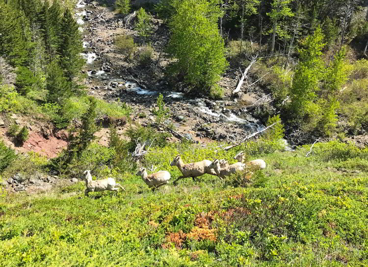 An image of bighorn sheep in Castle Provincial Park in Alberta, Canada. 