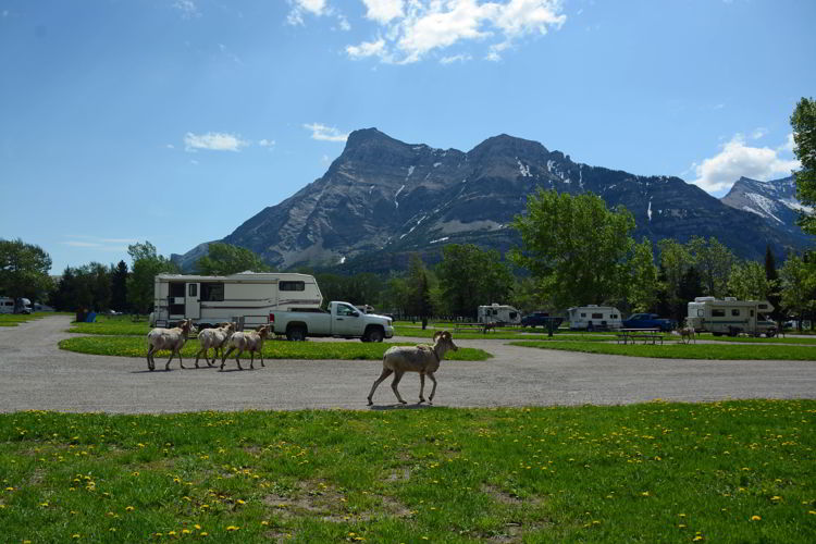 An image of bighorn sheep walking through the Townsite Campground in Waterton Lakes National Park in Alberta, Canada. 