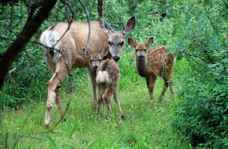An image of a mother deer with twin babies in Waterton Lakes National Park in Alberta, Canada. 