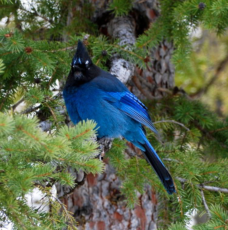 An image of a Steller's Jay in Waterton Lakes National Park in Alberta, Canada. 