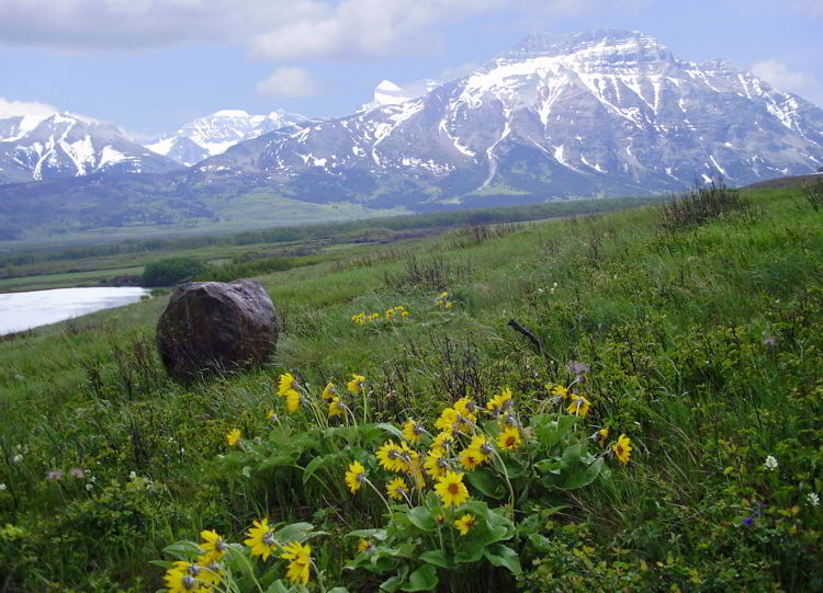 An image of yellow wildflowers with mountains behind them in Waterton Lakes National Park in Alberta, Canada. 