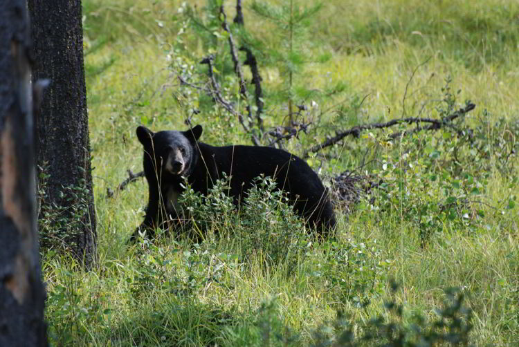 An image of a black bear in Jasper National Park, Alberta Canada. 