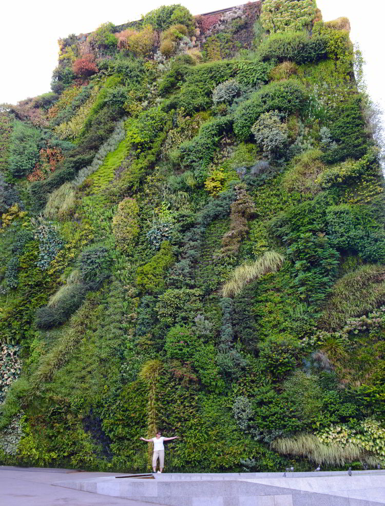 An image of a living wall covered with plants in Madrid, Spain - Free things to do in Madrid.