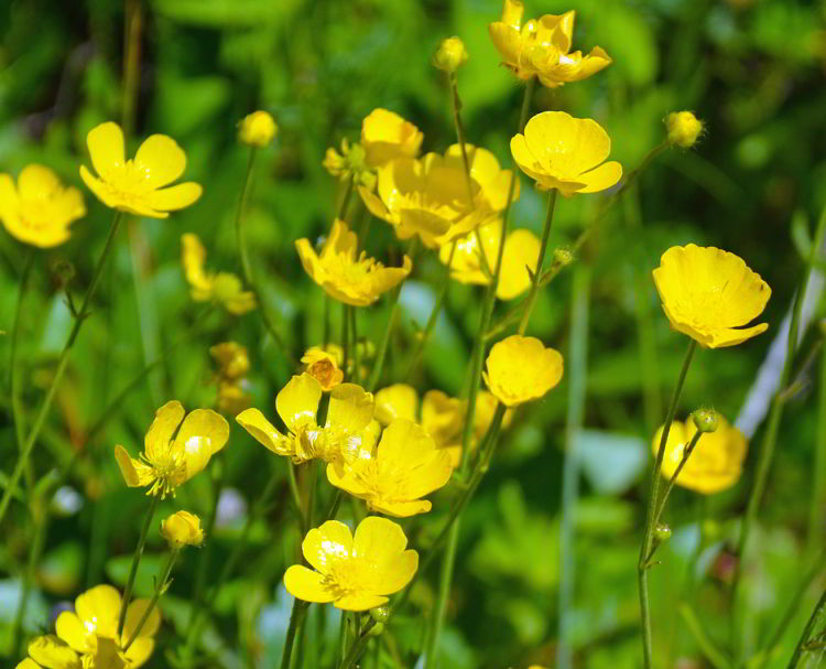 An image of yellow wildflowers. 