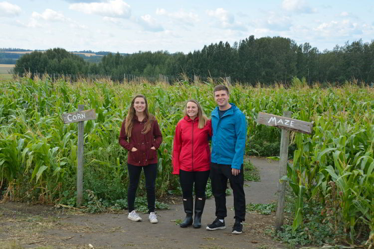 An image of the Bowden corn maze in Bowden, Alberta, Canada. 