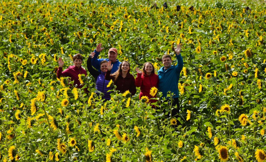 An image of a group of people in a sunflower field at Bowden Sunmaze in Alberta, Canada. - Alberta road trips.