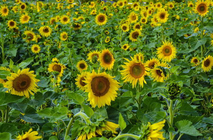 An image of a field of Sunflowers at the Bowden Sunmaze in Bowden, Alberta Canada. 