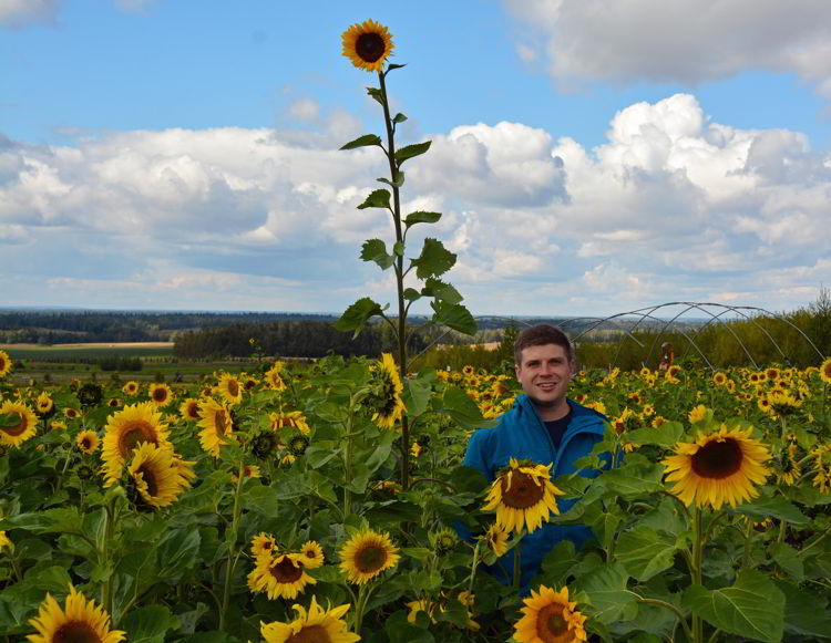 An image of a man standing near a tall sunflower in a sunflower field at the Bowden Sunmaze near Bowden, Alberta, Canada. 