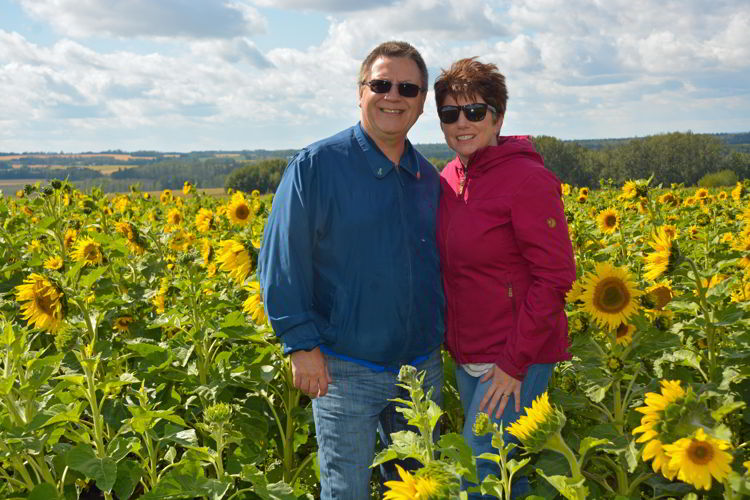 An image of a couple standing in a sunflower field at the Bowden Sunmaze in Bowden, Alberta, Canada. 