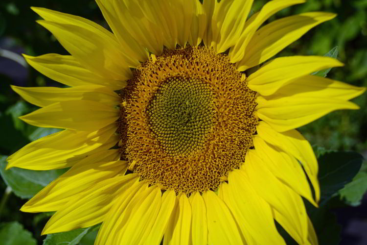 A close-up image of a sunflower at Bowden Sunmaze in Bowden, Alberta, Canada.
