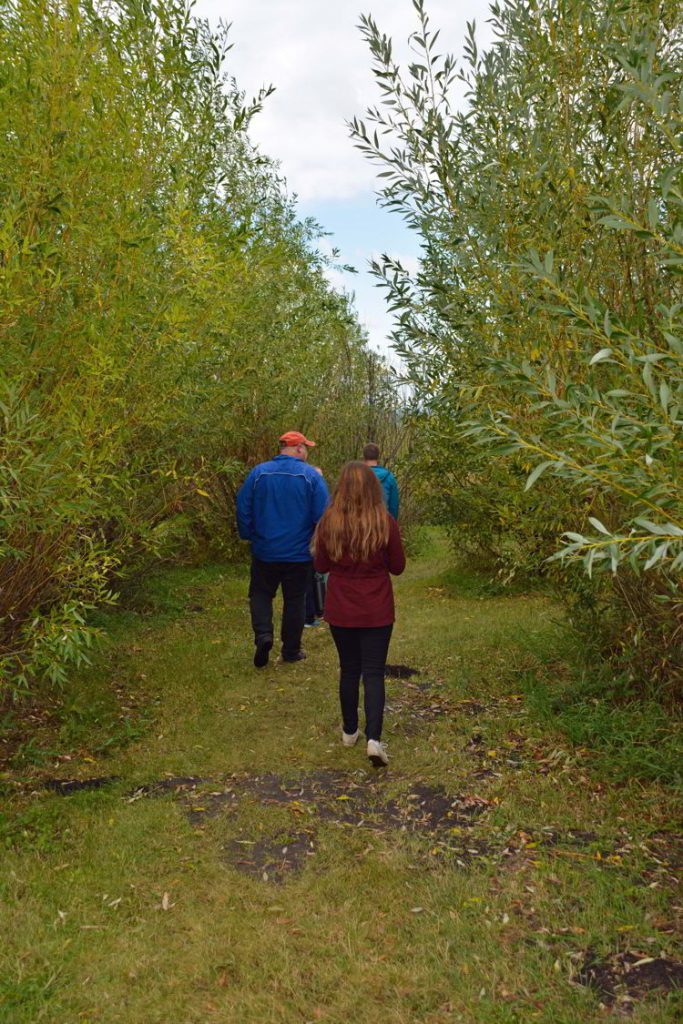 An image of the tree maze and Eagle Creek Farms in Bowden, Alberta, Canada. 