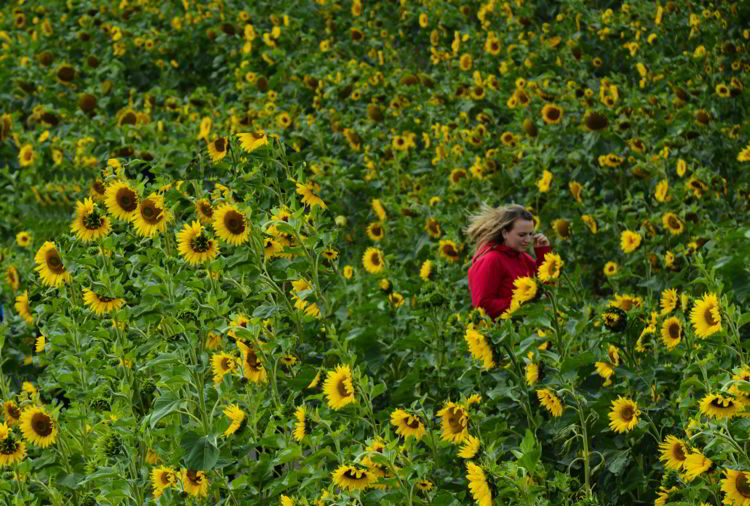 An image of a young woman walking through a field of sunflowers at the Bowden Sunmaze in Bowden, Alberta. 