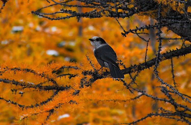An image of a whiskeyjack or gray jay in a golden larch tree. 