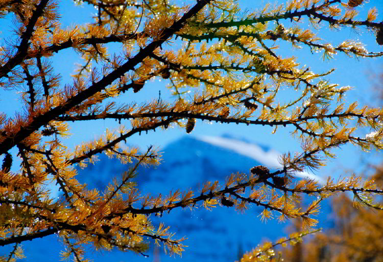 A close up image of golden larch trees covered in glistening dew. 